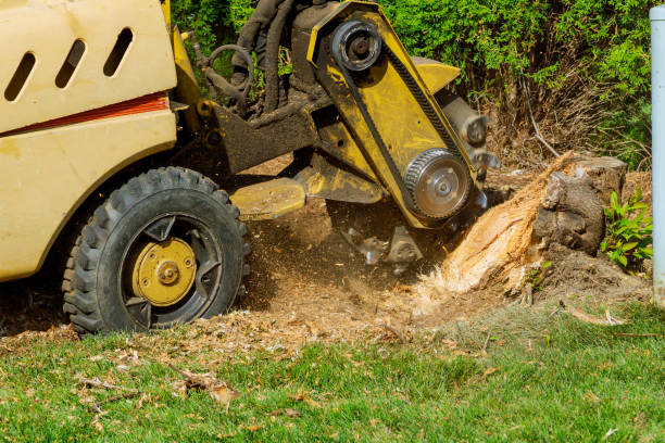 How Our Tree Care Process Works  in  Hunter, OH