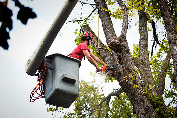 Best Palm Tree Trimming  in Hunter, OH